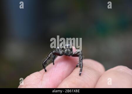 Une araignée sauteuse Java mâle rampant à la main. Banque D'Images