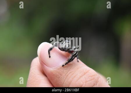 Une araignée sauteuse Java mâle s'active sur le pouce Banque D'Images