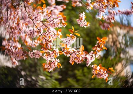 Belle vue sur les cerises fleuries - Agriculture Banque D'Images