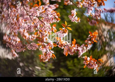 Belle vue sur les cerises fleuries - Agriculture Banque D'Images