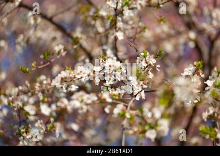 Belle vue sur les cerises fleuries - Agriculture Banque D'Images