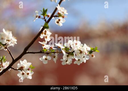 Belle vue sur les cerises fleuries - Agriculture Banque D'Images