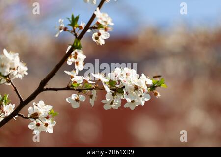 Belle vue sur les cerises fleuries - Agriculture Banque D'Images