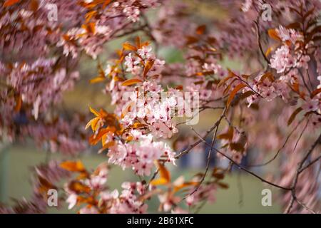 Belle vue sur les cerises fleuries - Agriculture Banque D'Images