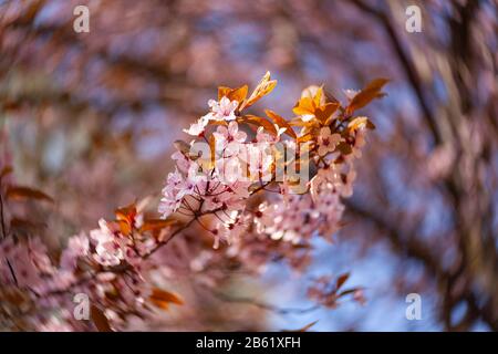 Belle vue sur les cerises fleuries - Agriculture Banque D'Images