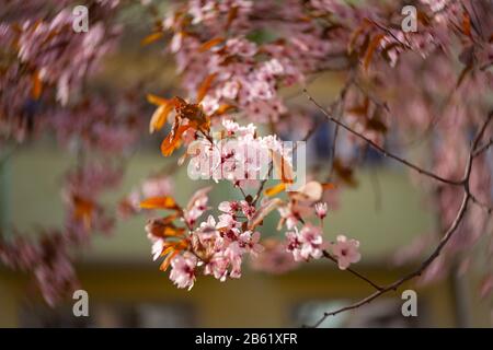 Belle vue sur les cerises fleuries - Agriculture Banque D'Images