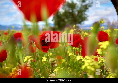 plan fermé de quelques coquelicots agités par le vent avec un arrière-plan non focalisé sur un jour nuageux Banque D'Images