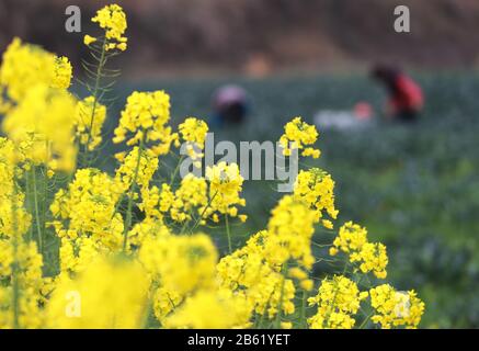 Tongren, Province De Guizhou En Chine. 9 mars 2020. Les agriculteurs récoltent du brocoli dans les champs du village de Zhangzhai, dans la ville de Tongren, dans la province de Guizhou, au sud-ouest de la Chine, le 9 mars 2020. Les villageois locaux sont occupés par le travail agricole car le temps est plus chaud. Crédit: Hu Panxue/Xinhua/Alay Live News Banque D'Images