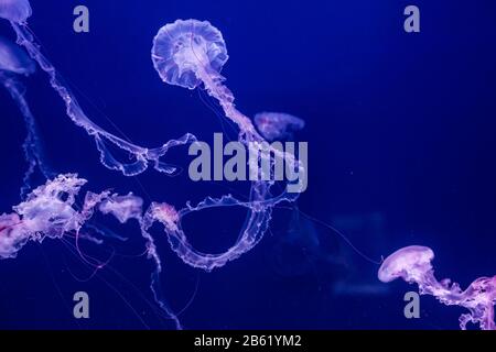 Méduse à rayures violettes dans l'eau. Chrysaora colorata. Banque D'Images