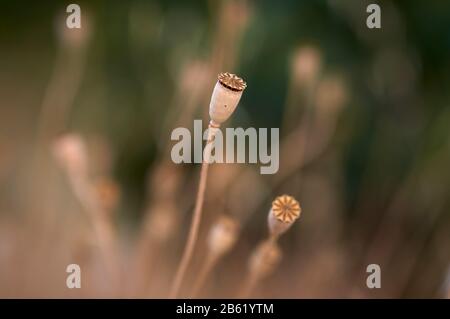 macro détail du reste de quelques calcaires de fleurs séchées sur un arrière-plan non focalisé Banque D'Images