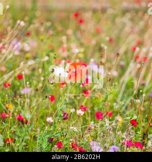 Fleurs sauvages, y compris les coquelicots rouges (Papaver rhoeas) en fleurs dans un jardin urbain de fleurs sauvages à Peterborough, Cambridgeshire, Angleterre, Banque D'Images