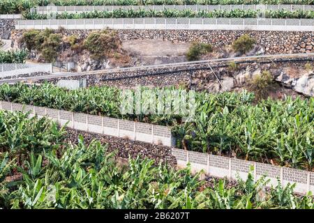 Plantations de bananes extérieures en terrasses et murées près de Punta Santa Lucia et Puntallana dans l'est de la Palma, îles Canaries, Espagne Banque D'Images