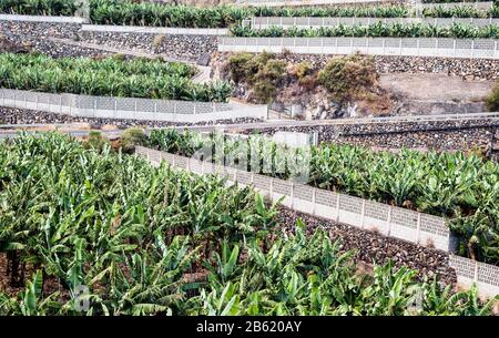 Plantations de bananes extérieures en terrasses et murées près de Punta Santa Lucia et Puntallana dans l'est de la Palma, îles Canaries, Espagne Banque D'Images