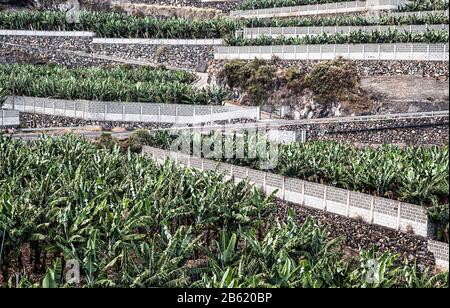 Plantations de bananes extérieures en terrasses et murées près de Punta Santa Lucia et Puntallana dans l'est de la Palma, îles Canaries, Espagne Banque D'Images