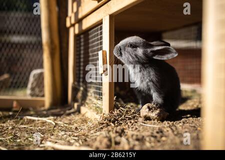 Mignon bébé lapins dans une ferme Banque D'Images