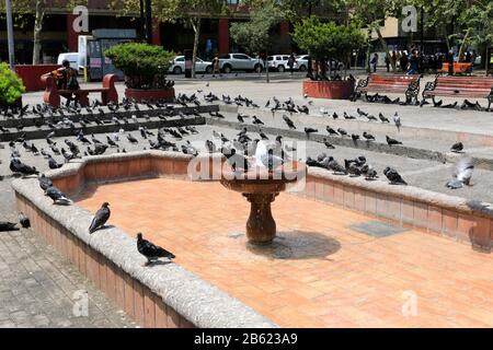 Pigeons Sur La Place Santa Ana, Région Metropolitana, Santiago City, Chili Banque D'Images