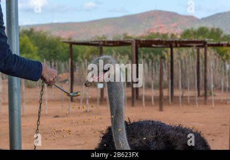 Le visiteur nourrit le maïs à la main à un autruche à la ferme Safari Ostrich sur la route du jardin, Oudtshoorn, province du Cap occidental, Afrique du Sud Banque D'Images