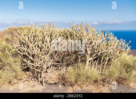 Plantations de bananes en terrasse près de Los sauces dans le nord-est de la Palma, îles Canaries, Espagne Banque D'Images