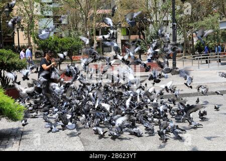 Pigeons Sur La Place Santa Ana, Région Metropolitana, Santiago City, Chili Banque D'Images