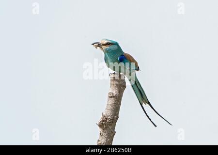 Rouleur abyssinienne, Coracias abyssinicus, insecte d'alimentation adulte alors perché sur la souche d'arbre, Gambie Banque D'Images