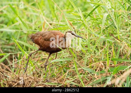 African jacana, Actophidornis africanus, marche dans la végétation, Gambie Banque D'Images