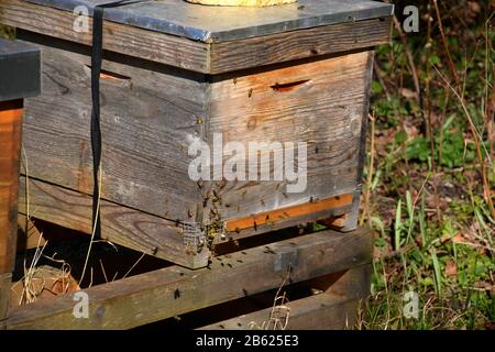 abeilles volantes autour de la ruche au printemps, abeilles volantes à la maison d'abeilles Banque D'Images