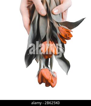 Gros plan de belles mains féminines avec manucure avec des tulipes de fleurs oranges tonifiée sur fond blanc. Soins des mains, spa, beauté et concept anti-âge Banque D'Images