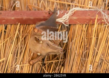 Chauve-souris gambienne aux fruits épaulettés, Epomophorus gambianus, piqûre dans la structure faite par l'homme, Gambie Banque D'Images