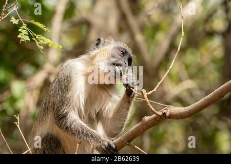 Singe vert ou singe callitrix, sabaeus Chlorocebus, gros plan d'adulte dans l'alimentation des arbres sur les fruits, Gambie Banque D'Images