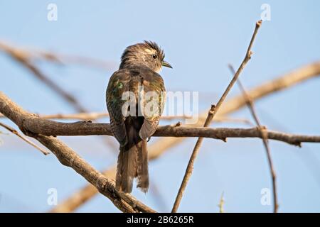 Cuckoo de Klaas, Chrysococcyx klaas, femelle adulte perchée dans l'arbre en Gambie Banque D'Images