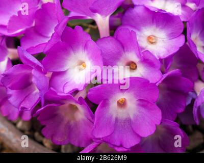 Fleurs denses de Primula allionii, assez roses, dans un pot d'argile Banque D'Images