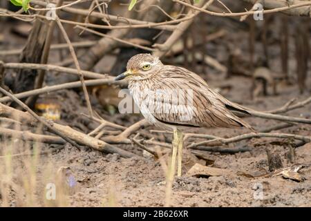 Sénégal genou épais, Burhinus senegalensis, adulte debout sur la boue sur la rive de la rivière, Gambie Banque D'Images