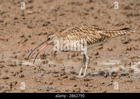 Whimbrel, Numenius phaeopus, se nourrissant tout en marchant sur la boue douce sur la rive de la rivière, Gambie Banque D'Images