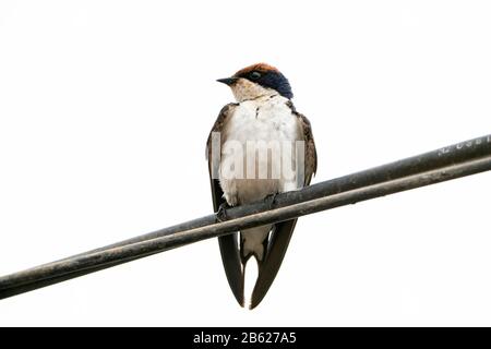 Hirondelle à queue métallique, Hirundo smithii, adulte perché sur fil télégraphique, Gambie Banque D'Images