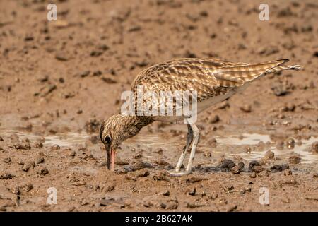 Whimbrel, Numenius phaeopus, se nourrissant tout en marchant sur la boue douce sur la rive de la rivière, Gambie Banque D'Images