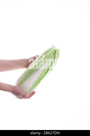 Le chou frais et délicieux balancent dans les mains isolées sur un fond blanc. Salades fraîches Banque D'Images