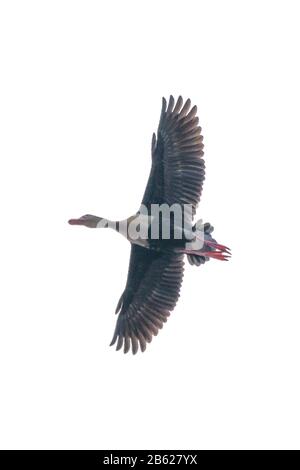 Photo aérienne d'oiseau à angle bas isolée sur fond blanc Banque D'Images