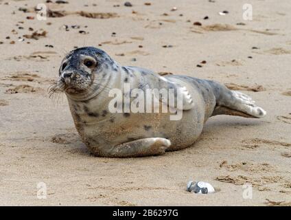 Des petits phoques gris de l'Atlantique (Halichoerus grypus antlanticus) ont été salués pour avoir mue sur la plage de Horsey, Norfolk, aujourd'hui une colonie de reproduction pour ces animaux. Banque D'Images