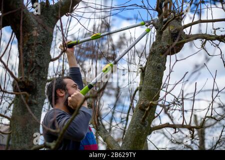 Homme caucasien adulte moyen taille des arbres fruitiers dans son jardin. Jardinier masculin utilisant des cisailles à élaguer. Jardinage de printemps. Banque D'Images