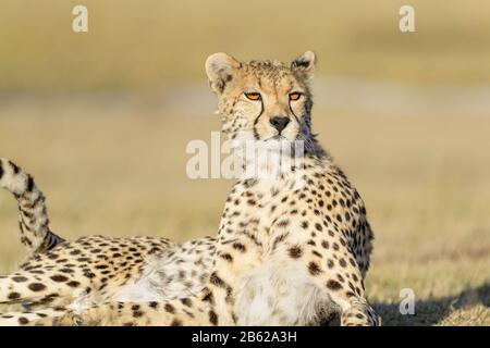 Portrait de Cheetah (Acinonyx jubatus), allongé sur savane, parc national de Serengeti, Tanzanie. Banque D'Images