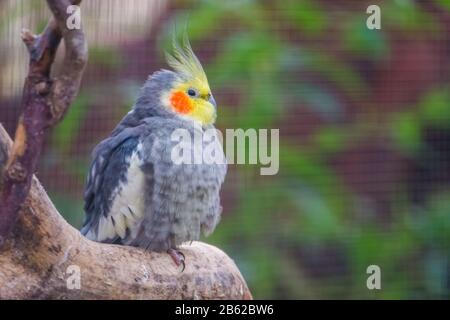 Gros plan portrait d'un cocatier assis sur une branche, espèce d'oiseau tropical d'Australie Banque D'Images