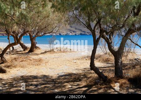 Tamaris, plage d'Eristos, Tilos, îles du Dodécanèse, sud de la mer Égée, Grèce. Banque D'Images