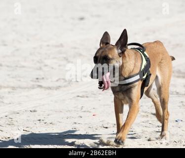 Belge Malinois marchant sur la plage Banque D'Images