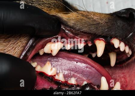 photo en gros-u d'une dent de chien après la tartarectomie ou le calcinement dentaire Banque D'Images