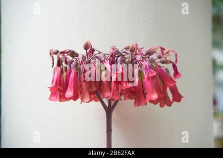 Fleur de cloche de fuchsia. Banque D'Images