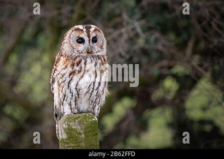 Portrait étroit d'une chouette tawny, Strix aluco, car il est perché sur un poteau avec les yeux large ouvert affamant vers l'avant Banque D'Images