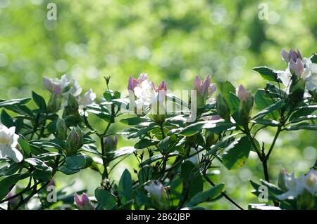 Fleurs roses élégantes de Rhododendron avec un beau bokeh. Floraison. Azalée rose. Banque D'Images