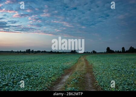 Belle soirée nuages sur un champ vert avec des betteraves et une route de terre Banque D'Images