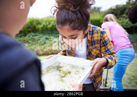 Deux Filles Sur Le Camp D'Activités En Plein Air Étudiant La Vie De L'Étang Trouvée Dans Les Mauvaises Herbes Banque D'Images