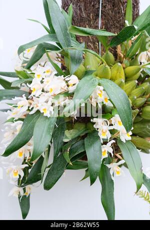Coelogyne cristata en pleine floraison en serre au début du printemps Banque D'Images